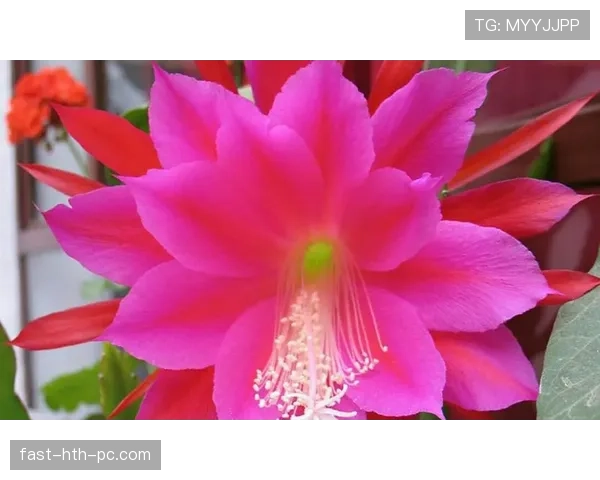 巴尔科拉的持续表现力与成长上限：是昙花一现还是未来可期？